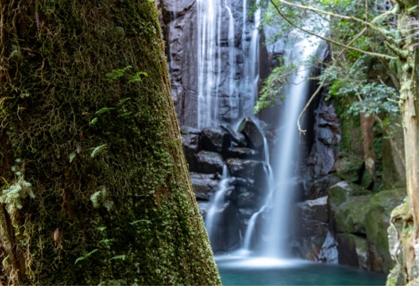 ヒラショクの故郷