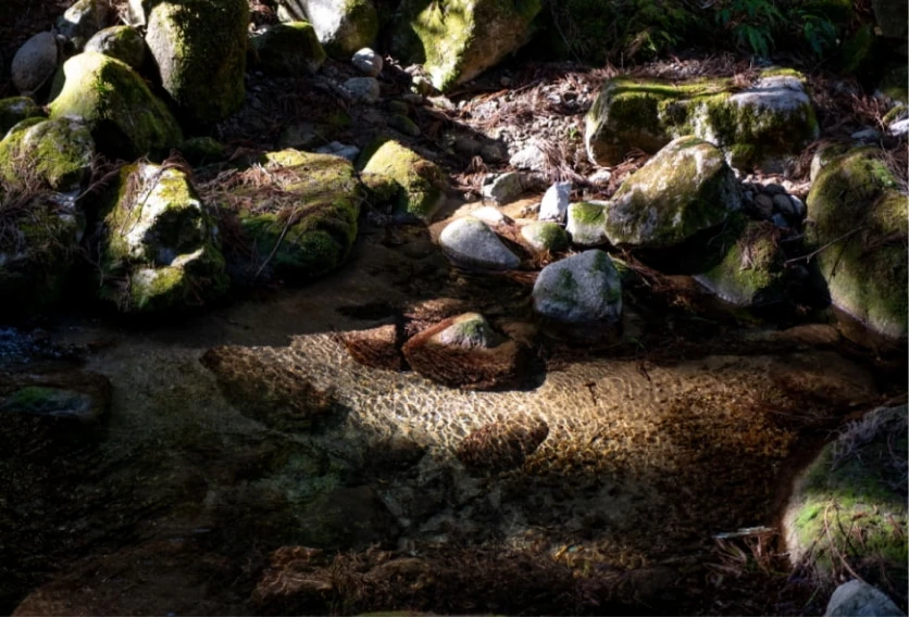 ヒラショクの故郷